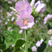 Santa Lucia Bushmallow - Photo (c) Keir Morse, some rights reserved (CC BY-NC-ND), uploaded by Keir Morse