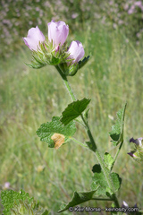 Malacothamnus lucianus