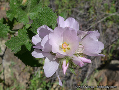 Malacothamnus lucianus