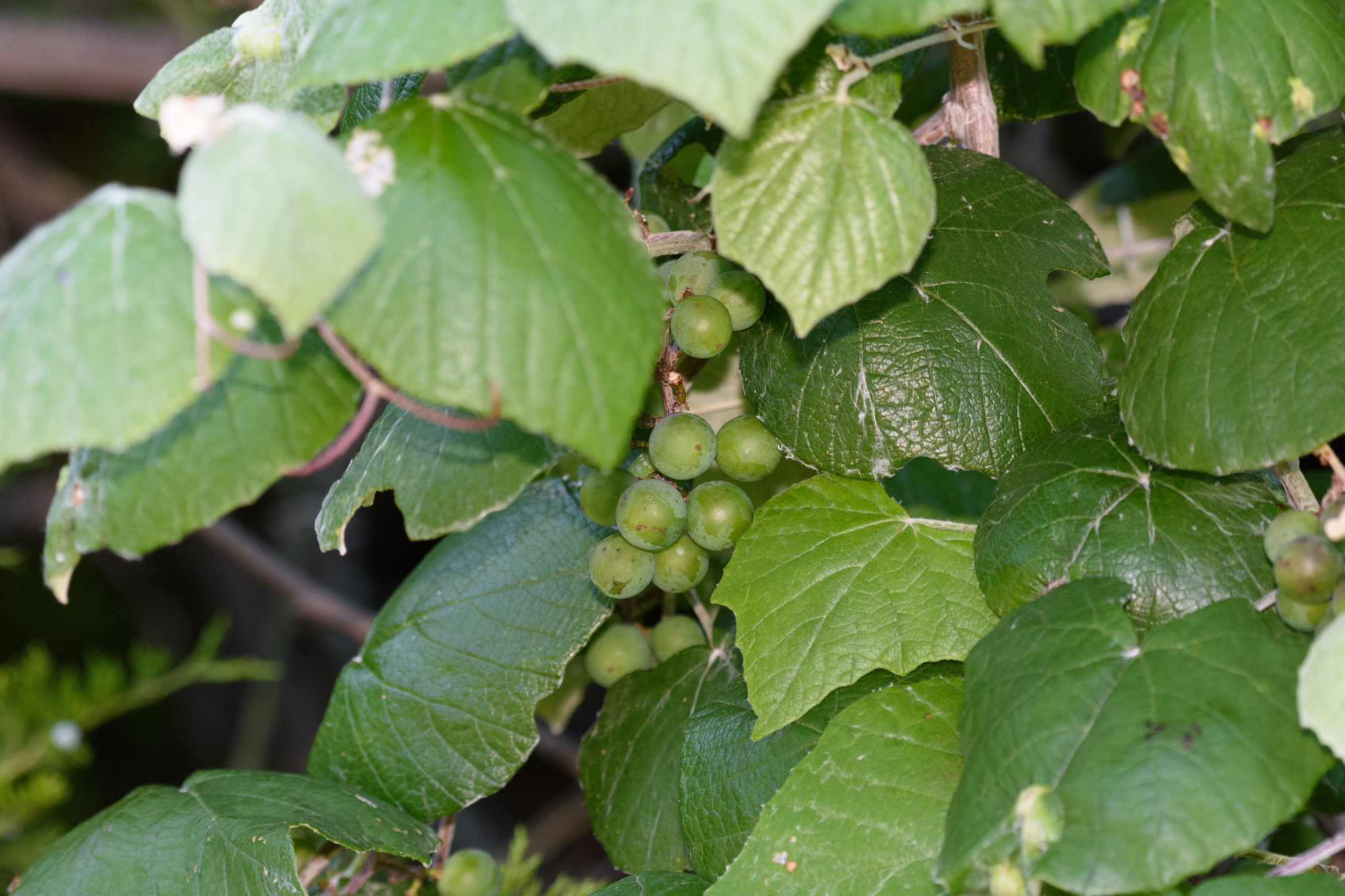 Vitis mustangensis