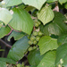 Vitis mustangensis - Photo (c) Tracey Fandre,  זכויות יוצרים חלקיות (CC BY-NC-ND), uploaded by Tracey Fandre