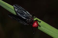 Bromophila caffra