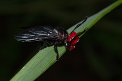 Bromophila caffra