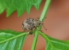 Pseudocneorhinus bifasciatus