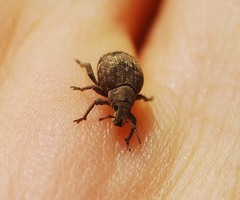 Pseudocneorhinus bifasciatus