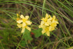 Hypericum elegans