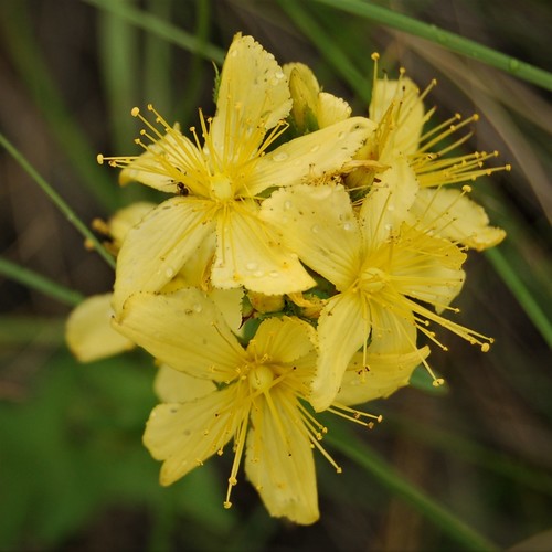 Hypericum elegans (Hypericum elegans)