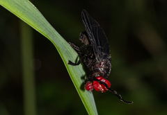 Bromophila caffra