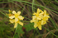 Hypericum elegans
