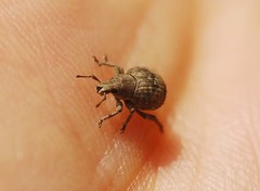 Pseudocneorhinus bifasciatus