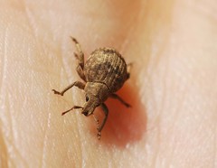 Pseudocneorhinus bifasciatus