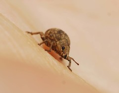 Pseudocneorhinus bifasciatus