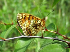 Melitaea aurelia