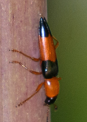 Languria trifasciata