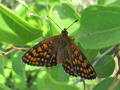 Melitaea aurelia