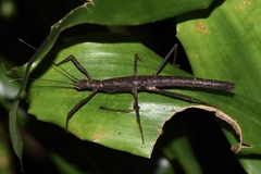 Neohirasea