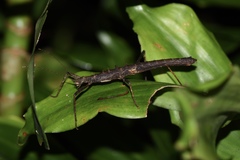 Neohirasea