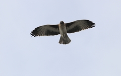 Hieraaetus morphnoides