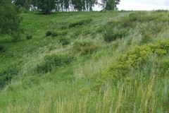 Cleistogenes squarrosa