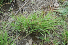 Cleistogenes squarrosa