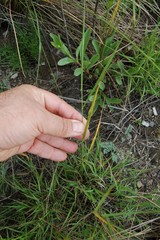 Cleistogenes squarrosa