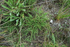 Cleistogenes squarrosa