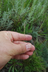 Festuca valesiaca