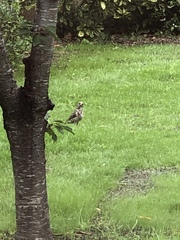 Turdus viscivorus