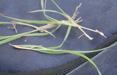 Cleistogenes squarrosa