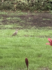 Turdus viscivorus