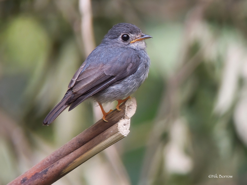 iNaturalist image