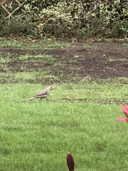 Turdus viscivorus