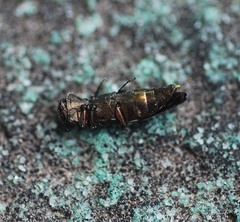 Agrilus sospes