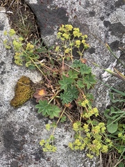 Alchemilla glaucescens
