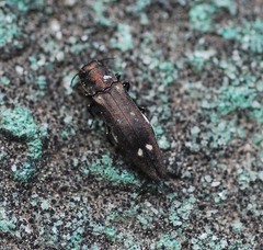 Agrilus sospes