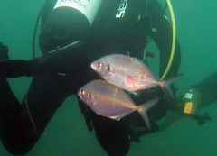 Pseudocaranx