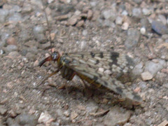 Panorpa meridionalis