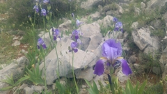 Iris mesopotamica