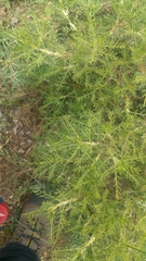 Astragalus oleifolius