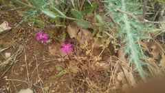 Silene damascena