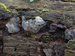Tremellomycetes