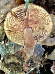 Lactarius fragilis