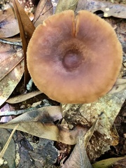 Lactarius fragilis