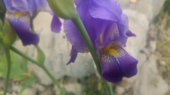 Iris mesopotamica
