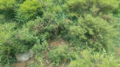 Astragalus oleifolius