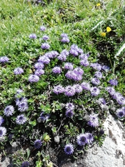 Globularieae