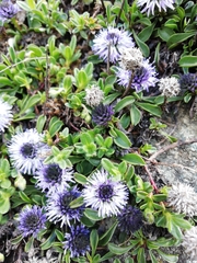 Globularieae