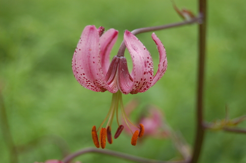 Lilium martagon