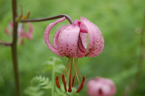Lilium martagon