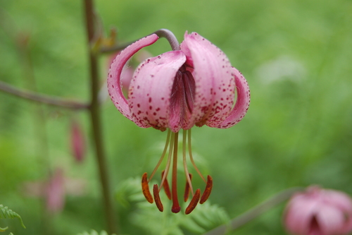 Lilium martagon